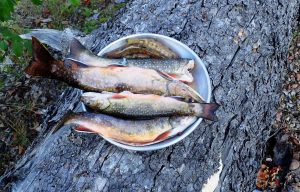 Nafukovací kajaky a kanoe na řece Moisie